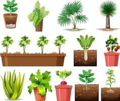 set van verschillende planten in potten geïsoleerd op een witte achtergrond vector