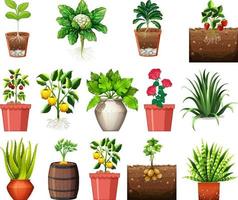 set van verschillende planten in potten geïsoleerd op een witte achtergrond vector