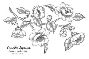 camellia japonica bloem en blad tekening illustratie met lijntekeningen op een witte achtergrond vector