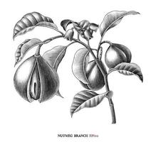 nootmuskaat tak botanische tekening vintage stijl zwart-wit kunst geïsoleerd op een witte achtergrond vector