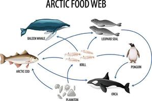 onderwijsaffiche van biologie voor diagram van voedselwebben vector