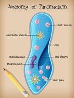 anatomie van een paramecium vector