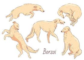 reeks van schattig honden van ras borzoi in verschillend poses geïsoleerd Aan wit achtergrond. vector grafiek.