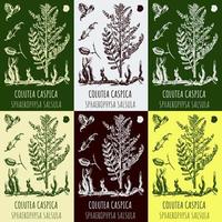 reeks van vector tekeningen colutea caspica in verschillend kleuren. hand- getrokken illustratie. Latijns naam sphaerophysa salsula.