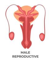mannetje voortplantings- systeem, Gezondheid zorg en geneeskunde vector