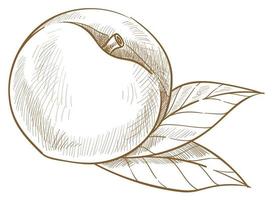 biologisch zoet abrikoos of perzik met blad vector