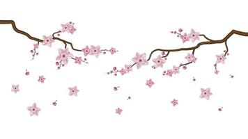 sakura bloesem bloemen geïsoleerd op een witte achtergrond vector