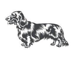 teckel hond ras vector illustratie, teckel hond vector Aan wit achtergrond voor t-shirt, logo, en anderen