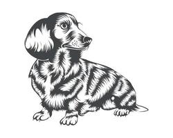 teckel hond ras vector illustratie, teckel hond vector Aan wit achtergrond voor t-shirt, logo, en anderen