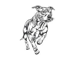 pitbull hond ras vector illustratie, pitbull hond vector Aan wit achtergrond voor t-shirt, logo en anderen