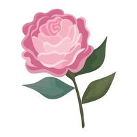 roze bloemroze met bladeren die vectorontwerp schilderen vector