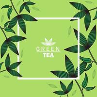 groene thee belettering poster met bladeren en vierkant frame vector