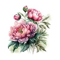 vector voorraad bloem illustratie, roze pioen Aan een wit achtergrond. waterverf stijl