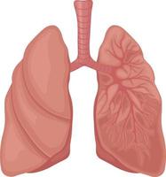 menselijk longen. de anatomie van menselijk longen. de intern orgaan van een persoon. vector illustratie geïsoleerd Aan een wit achtergrond