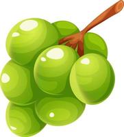 Afdeling van groen druiven, kishmish tekenfilm Aan transparant achtergrond vector