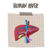 menselijk inwendig orgaan met lever vector