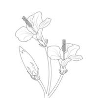 hibiscus bloem kleur bladzijde en boek illustratie lijn kunst vector