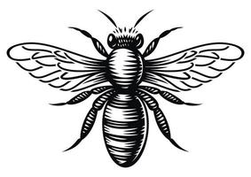 zwart-wit vector honingbij in gravure stijl op witte achtergrond
