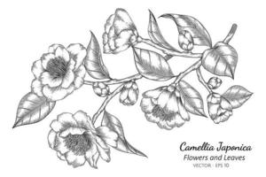 camellia japonica bloemen en bladeren tekening illustratie met lijntekeningen op witte achtergrond. vector