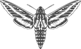 vector gravure insect