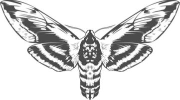 vector gravure insect