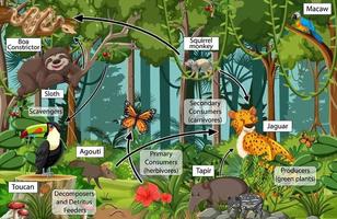 diagram met voedselweb in het regenwoud vector