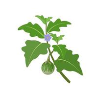 vector illustratie, Thais aubergine of solanum melongena, geïsoleerd Aan wit achtergrond.