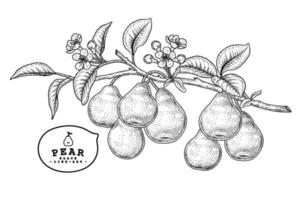 vector schets peren fruit hand getekend botanische vector