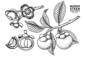 set van mangosteenvrucht hand getrokken elementen botanische illustratie vector