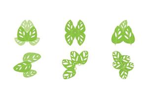 monstera adansonii blad logo, groen fabriek vector, boom vector, bijzonder blad illustratie vector