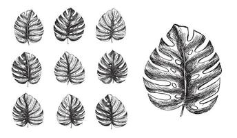 tropisch bladeren monstera set. hand- getrokken illustratie. vector