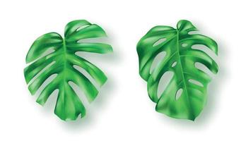 tropisch groen monstera bladeren Aan wit achtergrond vector