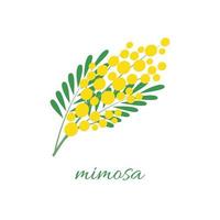 een delicaat mimosa bloem. een Afdeling van de mimosa boom. voorjaar bloemen. vector illustratie Aan wit achtergrond
