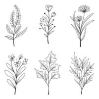 verzameling van kruiden en wilde bloemen en bladeren geïsoleerd op een witte achtergrond. vector