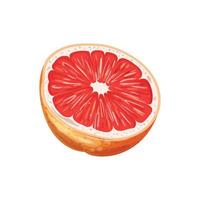 grapefruit fruit besnoeiing tekenfilm vector illustratie