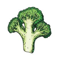 broccoli besnoeiing schetsen hand- getrokken vector