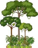 set van verschillende regenwoudbomen op witte achtergrond vector