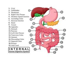 de een deel van intern menselijk spijsvertering systeem, vector illustratie