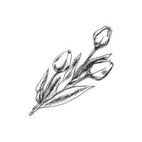 een hand getekend schetsen van boeket van tulpenl. Pasen vakantie. vector illustratie. bloemen. tekening geïsoleerd Aan wit achtergrond. wijnoogst element.