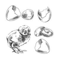 een hand getekend schetsen van kip, schelp en eieren. Pasen vakantie. vector illustratie. tekening geïsoleerd Aan wit achtergrond. wijnoogst element.