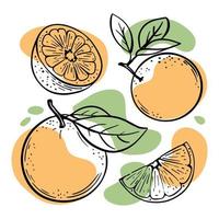 oranje heerlijk citrus fruit schetsen vector illustratie reeks