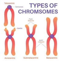 vier types van menselijk chromosoom. vector