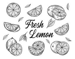 hand- getrokken limoen of citroen vector sjabloon
