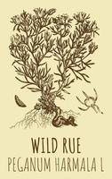 vector tekeningen van wild rue. hand- getrokken illustratie. Latijns naam peganum harmala ik.