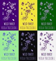 reeks van vector tekeningen wild viooltje in verschillend kleuren. hand- getrokken illustratie. Latijns naam altviool driekleur ik.