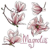 vector bloemen en takken van magnolia Aan een wit achtergrond. magnolia schets, kleur vector illustratie van magnolia bloemen en takken