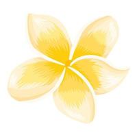 frangipani bloem geïsoleerd vector