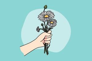 dichtbij omhoog van hand- Holding madeliefjes feliciteren met verjaardag of verjaardag. persoon met bloemen boeket genieten zomer fabriek. vlak vector illustratie, tekenfilm stijl.