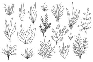 algen reeks in tekening stijl. algen verzameling. vector illustratie. zee planten.