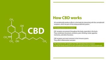 hoe cbd werkt, groene en witte informatieposter met chemische formule van cannabidiol vector
